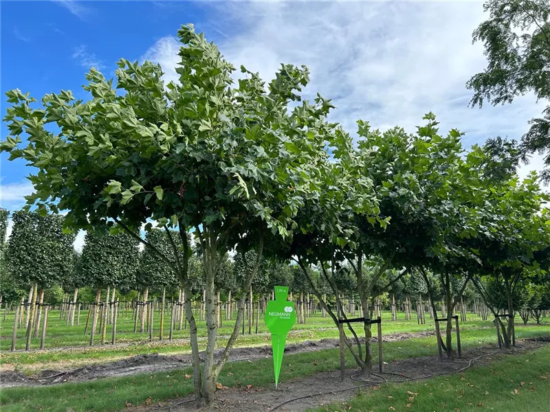 Platanus hispanica