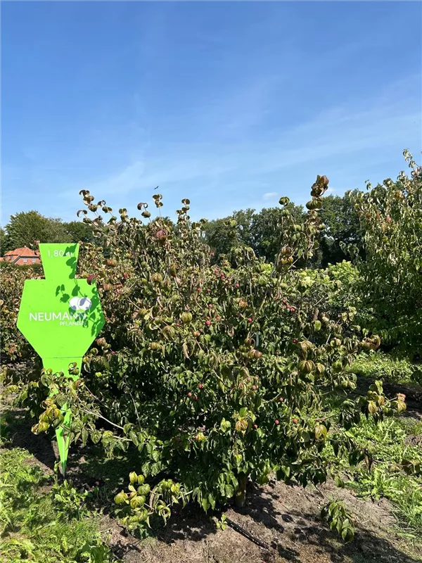 Cornus kousa 'Satomi'
