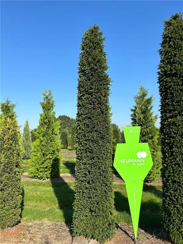 Taxus baccata 'Höpken's Gigant'