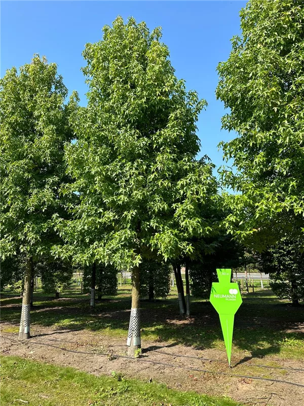 Liquidambar styraciflua