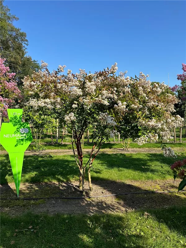 Lagerstroemia indica 'Natchez'