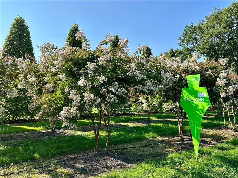 Lagerstroemia indica 'Natchez'