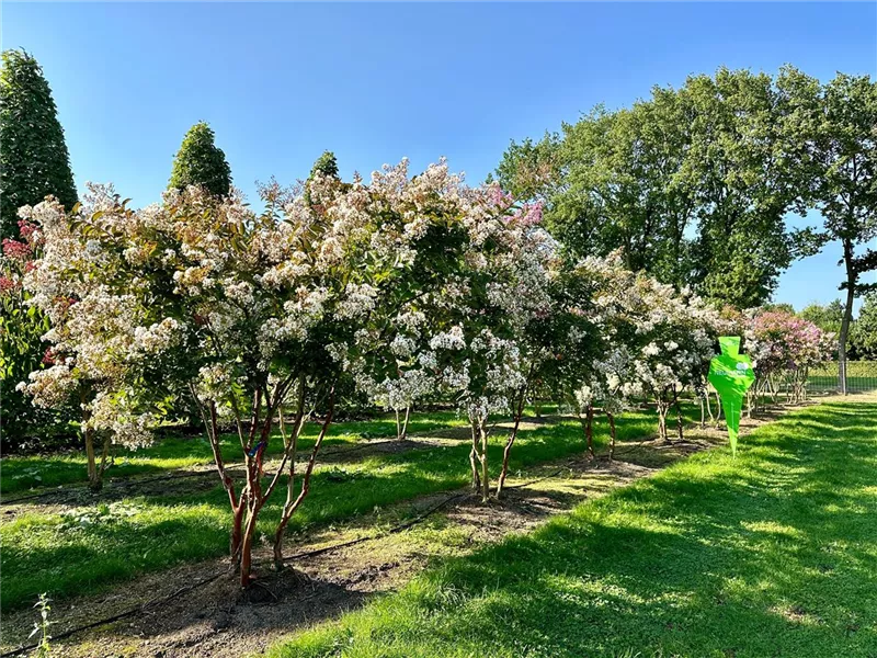 Lagerstroemia indica 'Natchez'