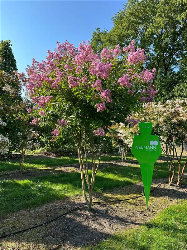 Lagerstroemia indica 'Muskogee'