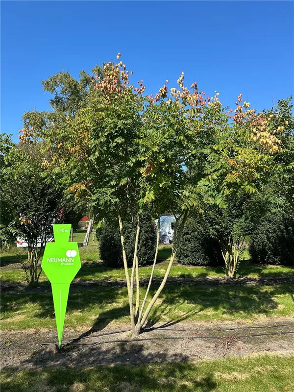 Koelreuteria paniculata