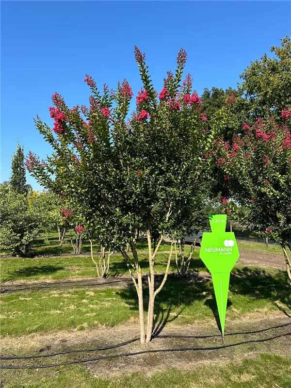 Lagerstroemia indica 'Tuscarora'