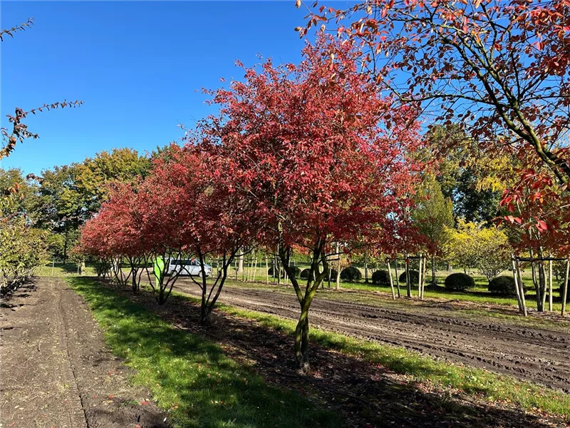 Amelanchier lamarckii