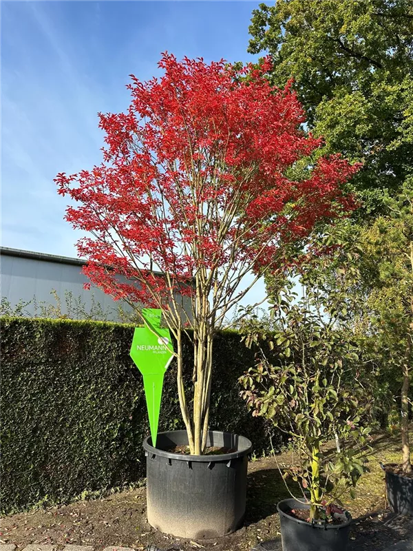 Lagerstroemia indica 'Muskogee'