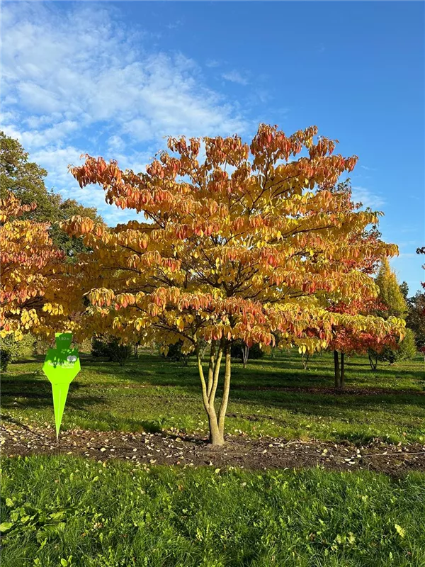 Cornus controversa