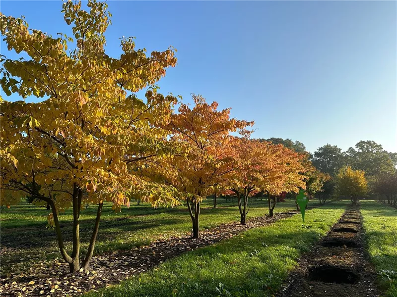 Cornus controversa