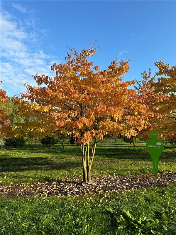 Cornus controversa