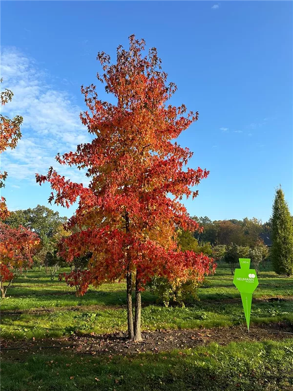 Liquidambar styraciflua