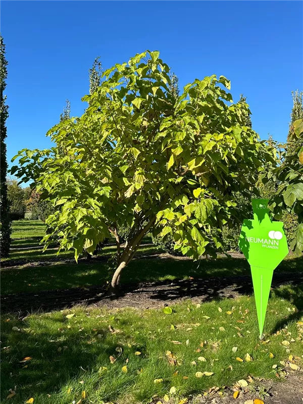 Catalpa bignonioides 'Aurea'