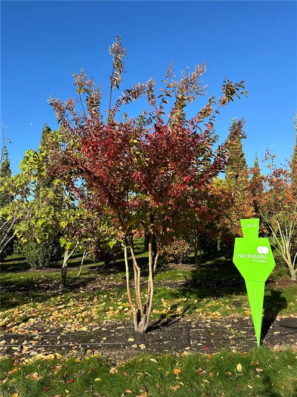 Lagerstroemia indica 'Natchez'