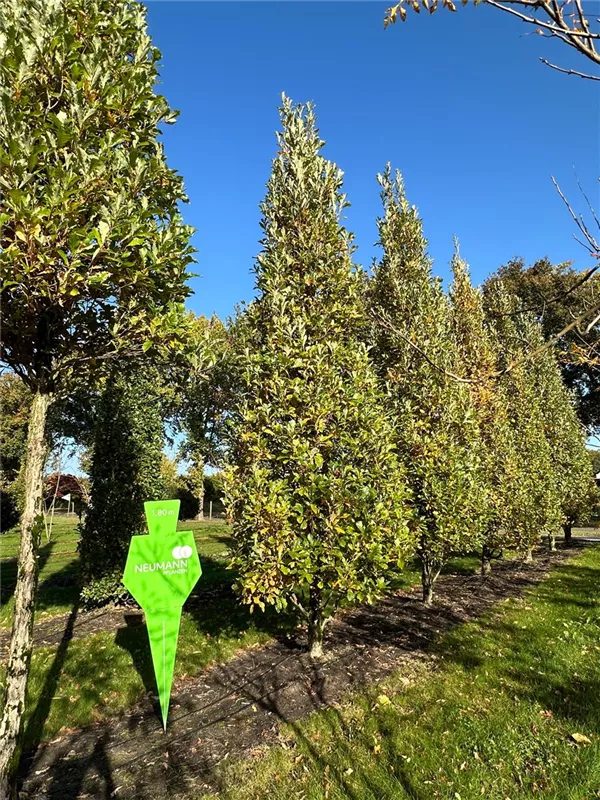 Quercus warei 'Wind Candle'