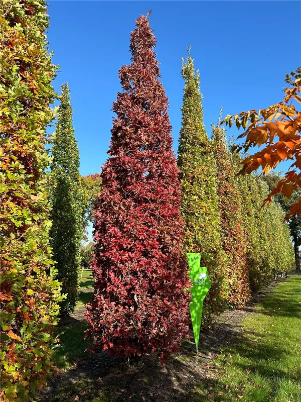 Quercus bimundorum 'Crimson Spire'