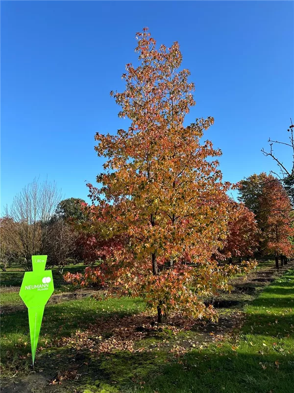 Liquidambar styraciflua