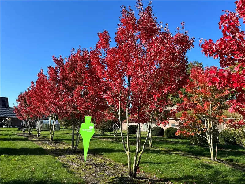 Acer rubrum 'Red Sunset'