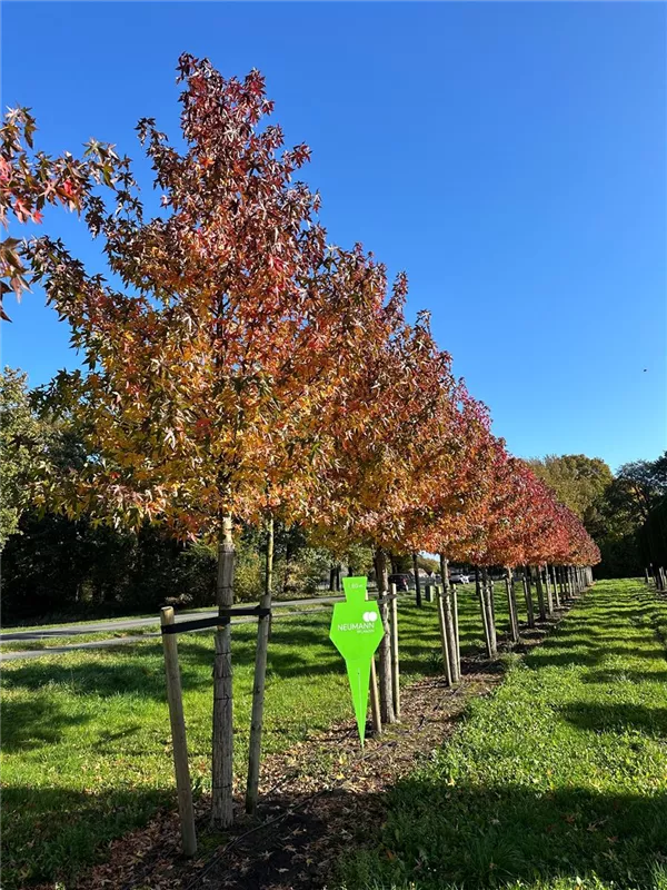 Liquidambar styraciflua 'Worplesdon'