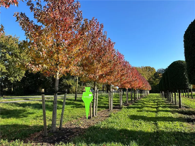 Liquidambar styraciflua 'Worplesdon'