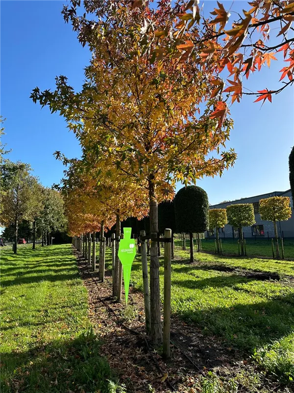 Liquidambar styraciflua 'Worplesdon'