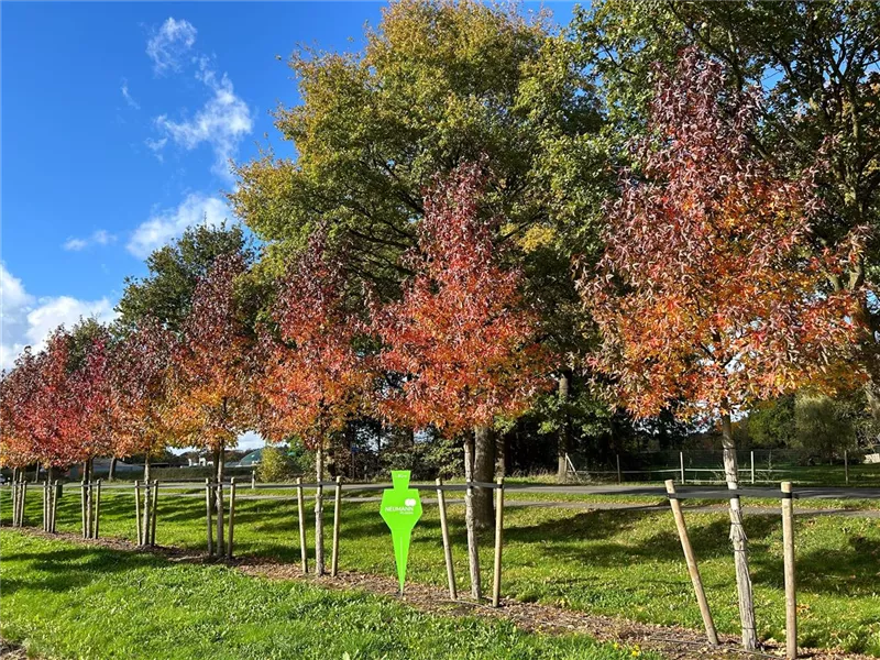 Liquidambar styraciflua 'Worplesdon'