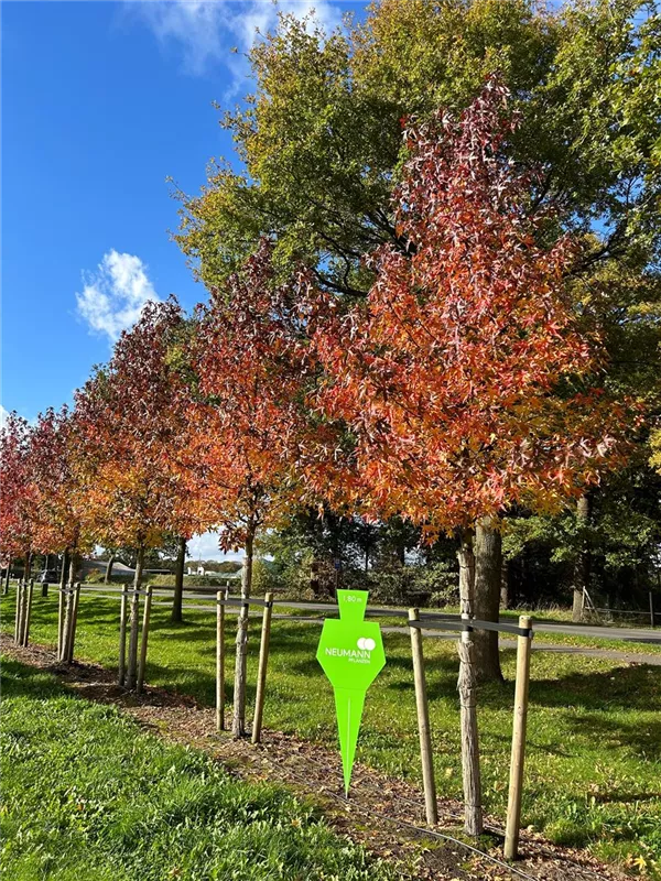 Liquidambar styraciflua 'Worplesdon'