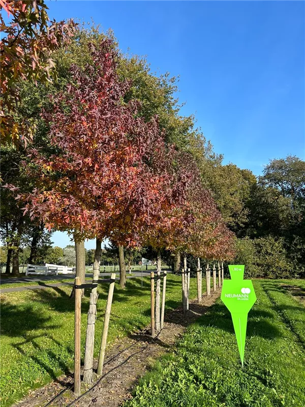 Liquidambar styraciflua 'Worplesdon'