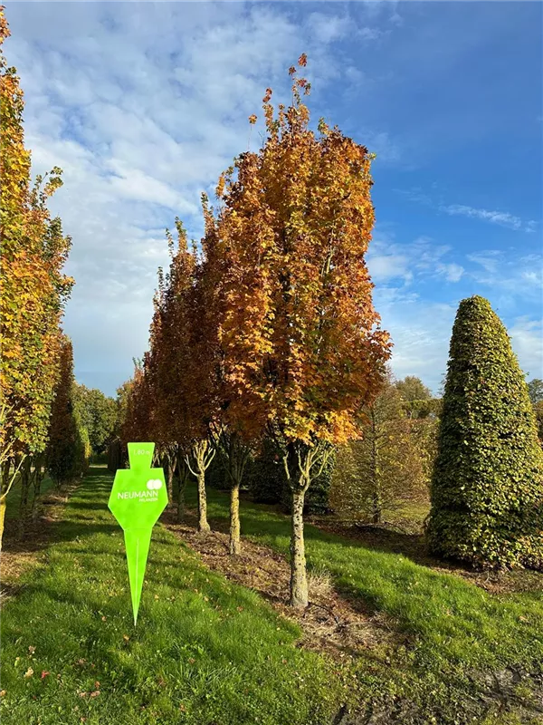 Acer campestre 'Green Column'