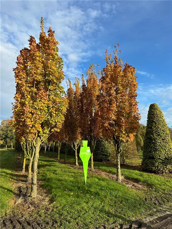 Acer campestre 'Green Column'