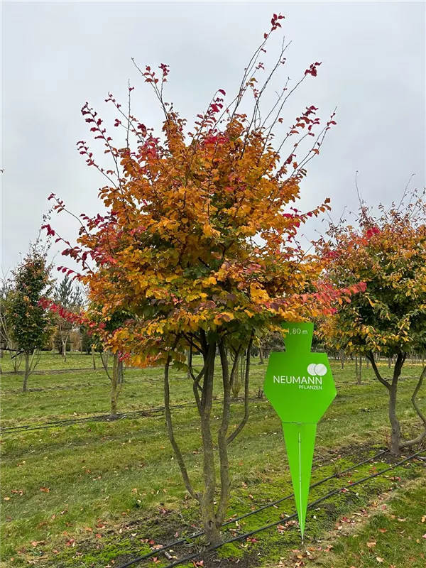 Parrotia persica