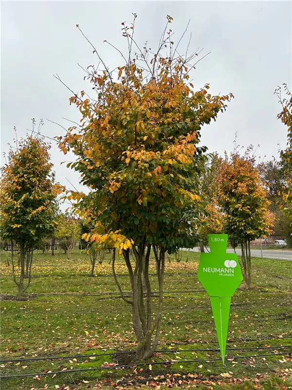 Parrotia persica