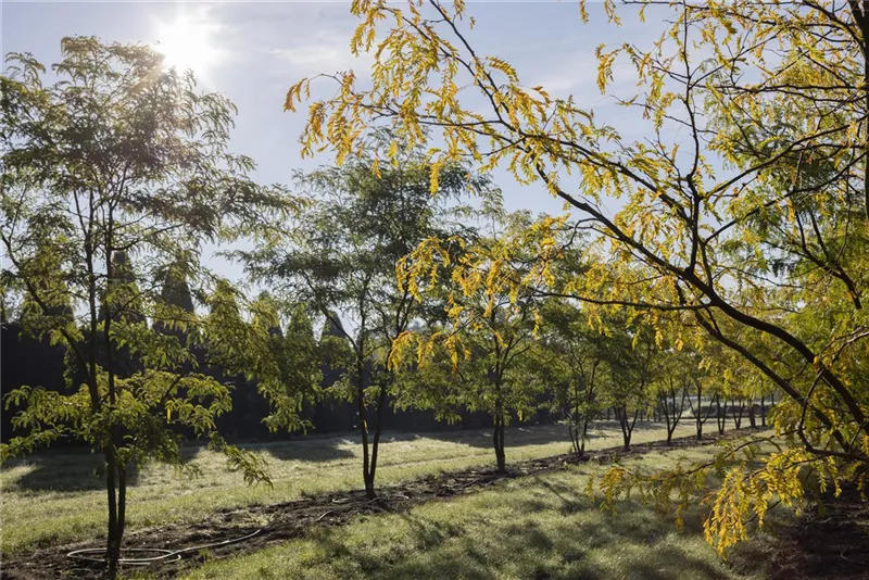 Gleditsia triacanthos 'Sunburst'