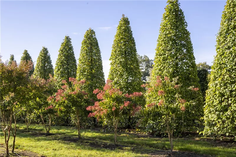 Carpinus betulus 'Fastigiata'