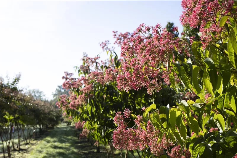 Heptacodium miconioides