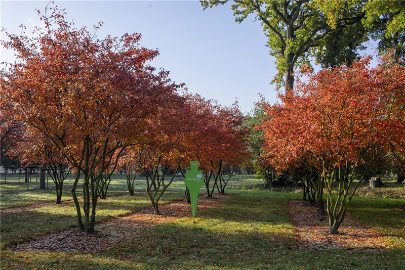 Amelanchier lamarckii