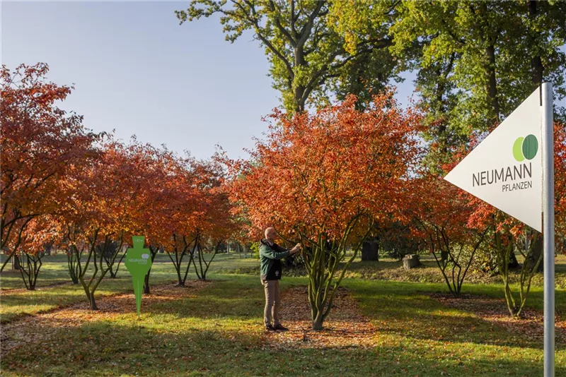 Amelanchier lamarckii