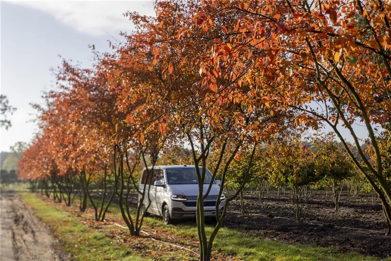 Amelanchier lamarckii