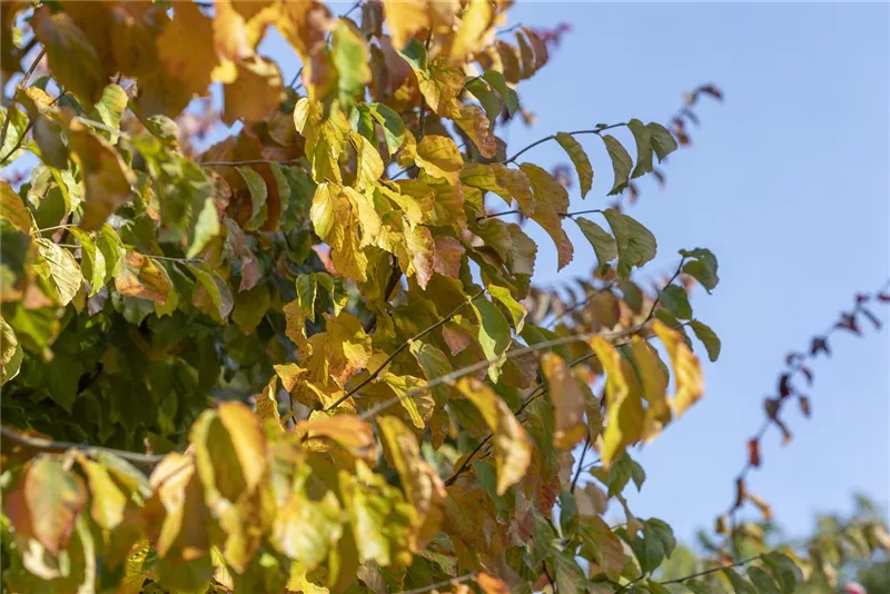 Parrotia persica