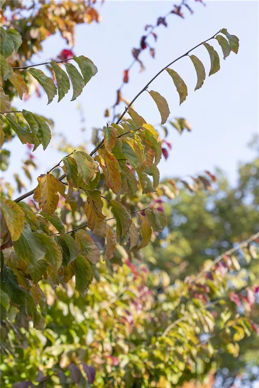 Parrotia persica