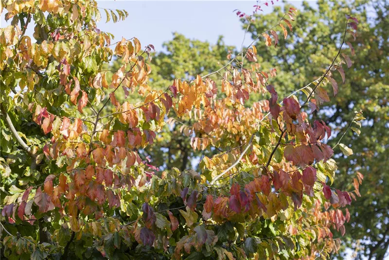 Parrotia persica