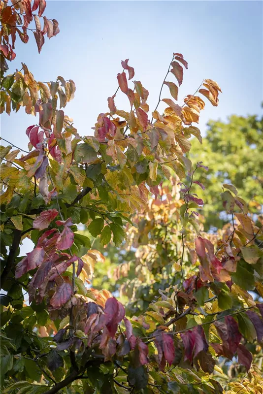 Parrotia persica