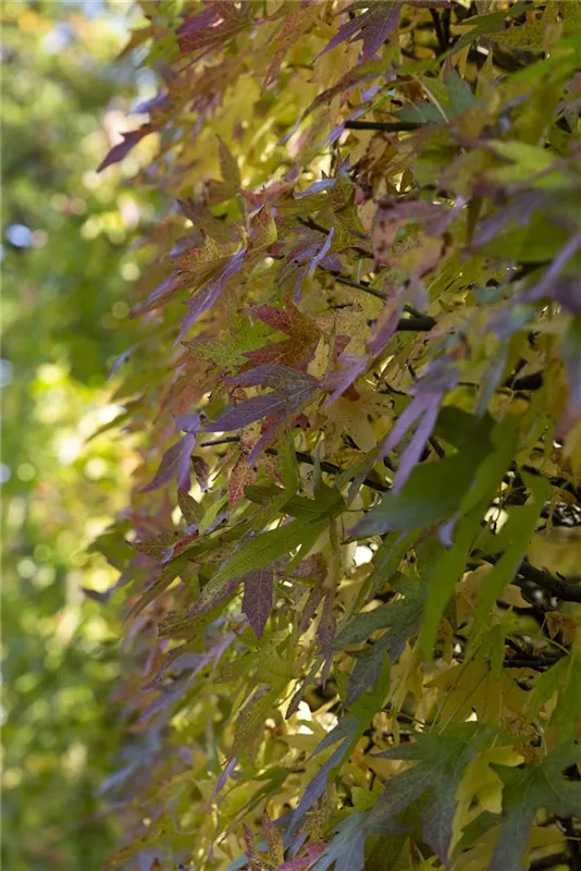 Liquidambar styraciflua 'Worplesdon'