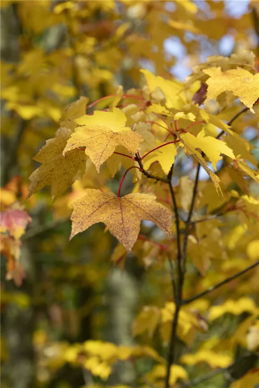 Acer rubrum