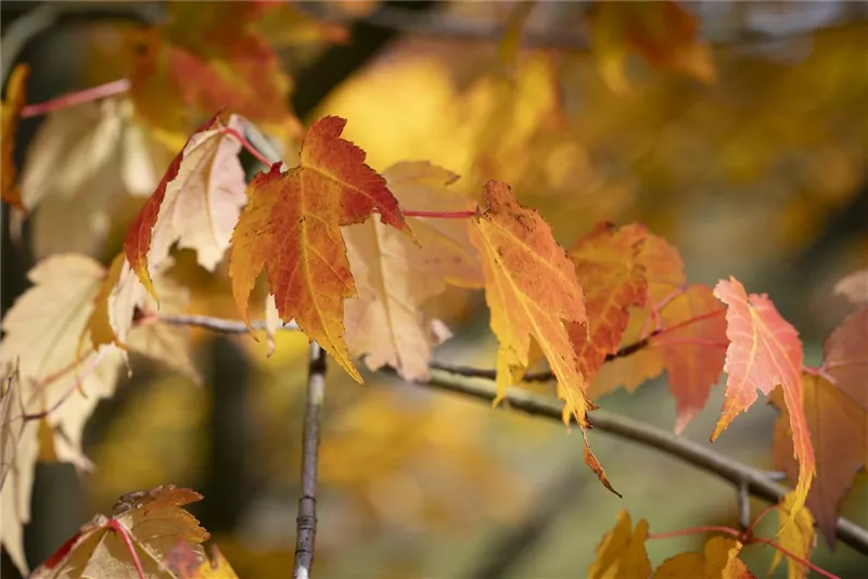 Acer rubrum