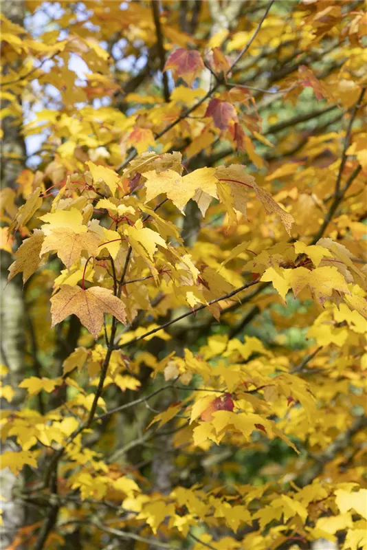 Acer rubrum