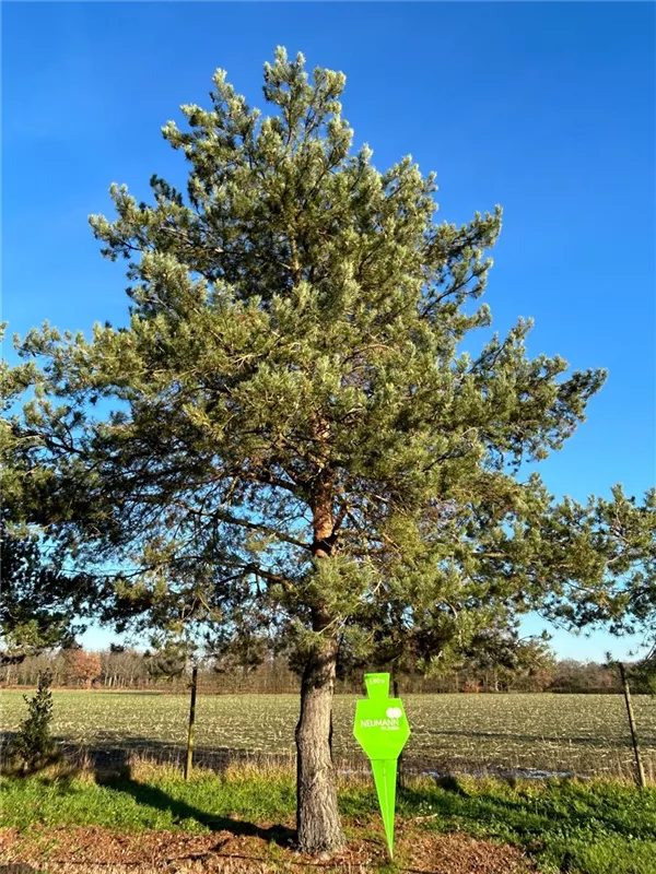 Pinus sylvestris