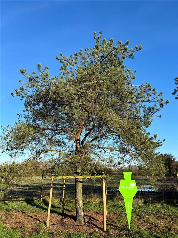 Pinus sylvestris