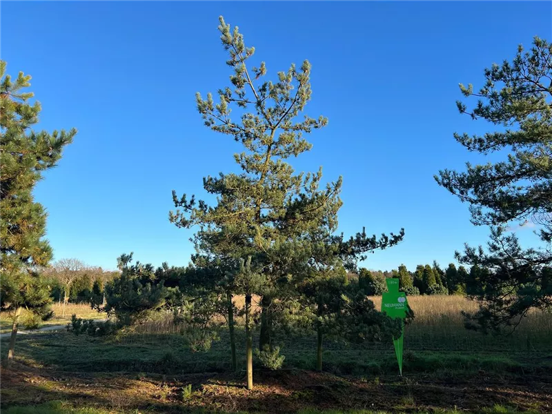 Pinus sylvestris