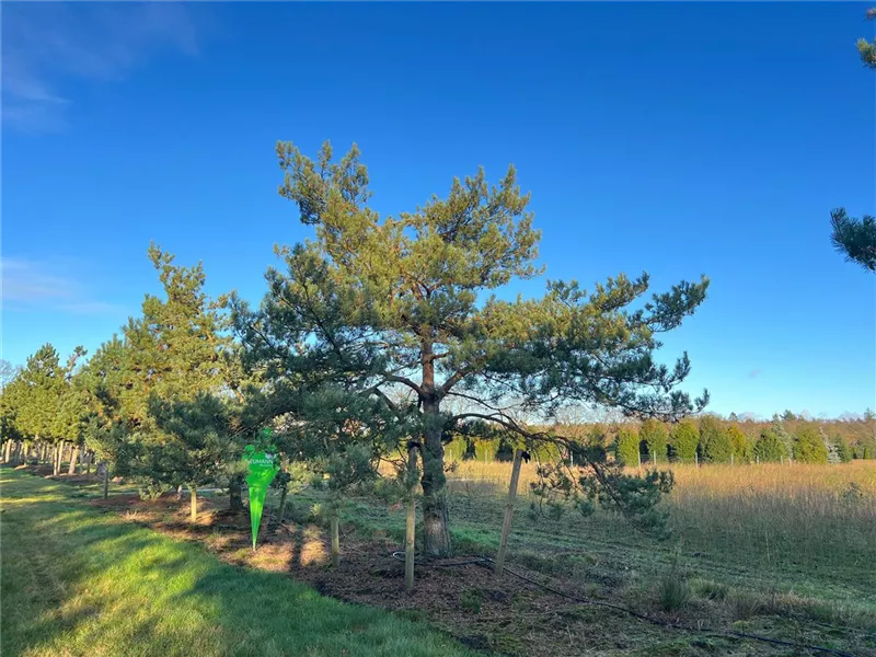 Pinus sylvestris